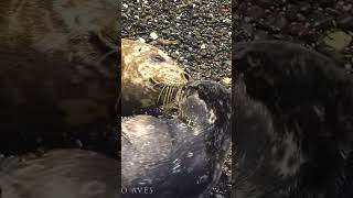 Farewell kiss between mother and baby seal #cuteanimals #cute #animals