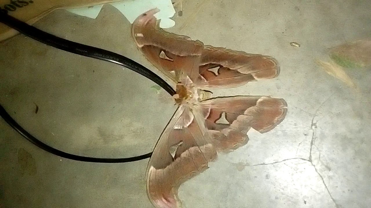 Big brown butterfly called Maripusa YouTube