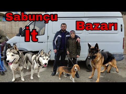 Sabunçu İt Bazarı. İtlerin Satisi 12.12.2021#sabuncuitbazari #xaski #almançobanköpeği