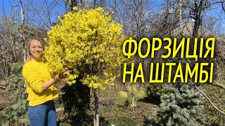 ФОРЗИЦІЯ НА ШТАМБІ