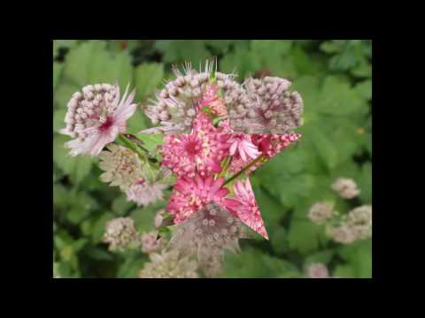 Βίντεο: Το Astrantia είναι μεγάλο