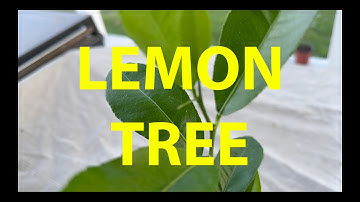 Lemon Tree Bonsai from Seed B - Intro July 2023 #bonsai #lemon #citrus