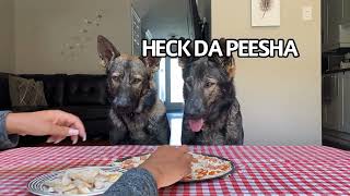 Dogs Make Pizza