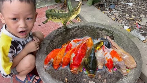 Kem ốc và Thỏ pi Vlog đi tìm cá sấu , bắt con cá vàng , con cua , con tôm , con ếch , cá trắm