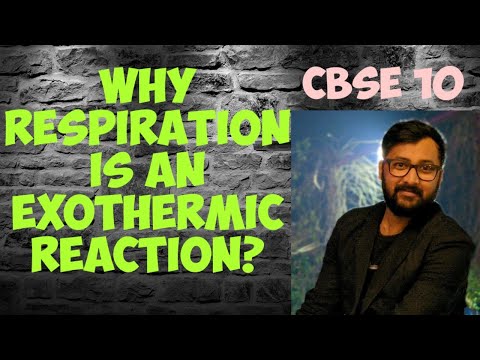 Video: Werd ademhaling als een exotherme reactie beschouwd?
