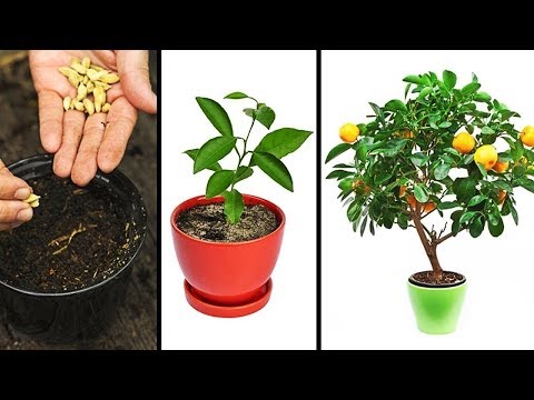 فيديو: كيفية زرع النباتات؟