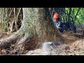 Nightmare Job! Dealing with Bamboo Obstruction &amp; Building Proximity!