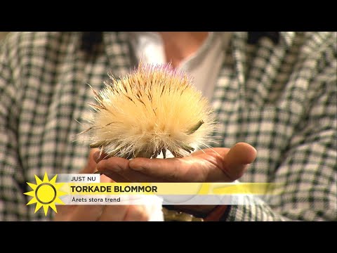 Video: Hur Man Torkar Blommor Ordentligt