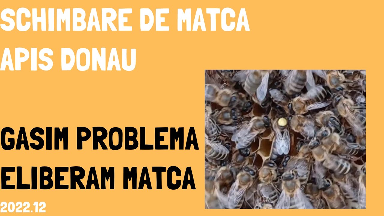 Schimb de matca dificil; gasim probema respingerii matci, 