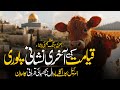 Israel sacrificing red heifer in april  qiyamat ki bari nishani  red cow sacrifice  muslimmatters