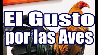 El gusto por estas aves