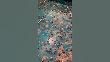 Ếch cũng có con vàng con đen. Huốn chi là lòng người. #top #xuhuong