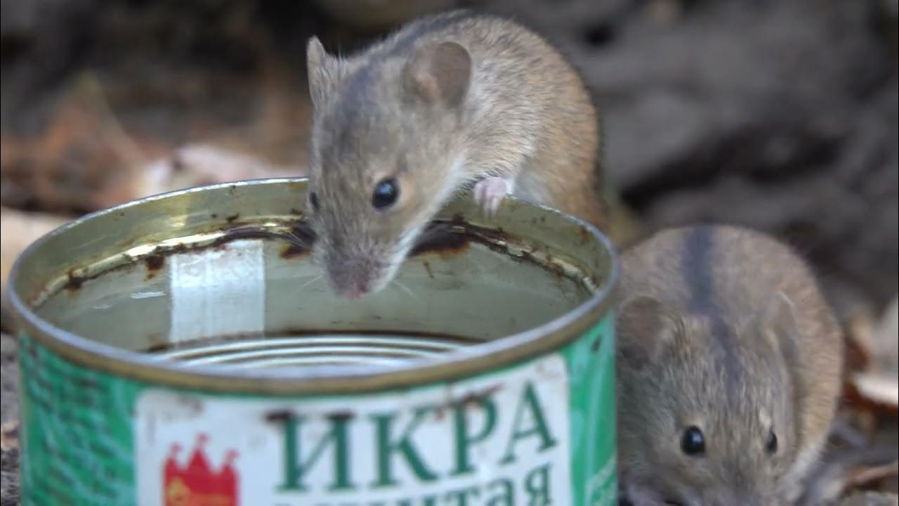 Семья мышей ужинает / A family of mice is having dinner - YouTube