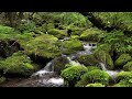 脳が休まる川のせせらぎ（川の音）と小鳥のさえずり【勉強,作業,集中,睡眠,癒し,瞑想,リラックス,ASMR】