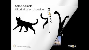 Vision2Brain Visual discrimination Visual perception