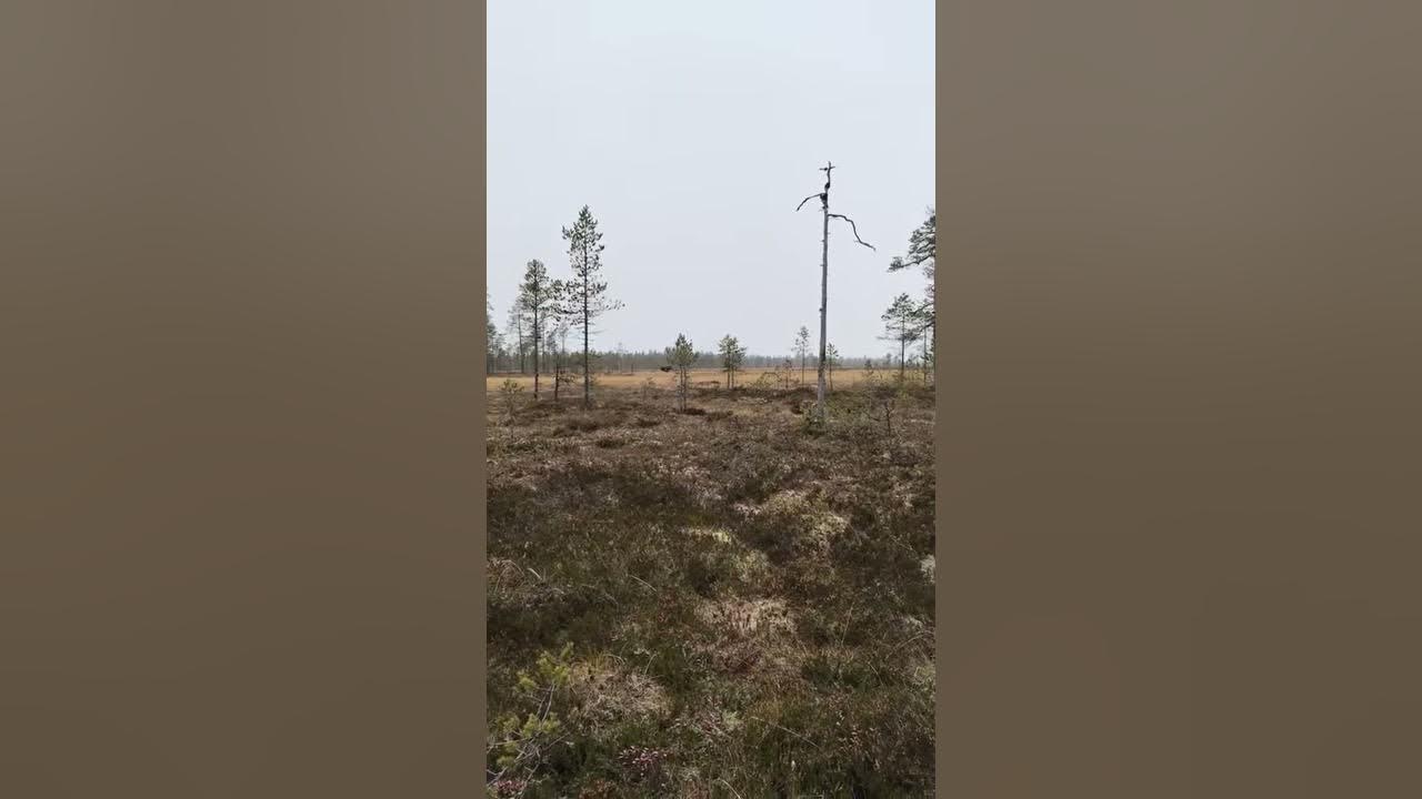 Älgjakt Venjan, Dalarna YouTube