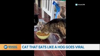 This video of a cat that eats like hog goes viral...that's big bite!
do any your pets have strange eating habits?