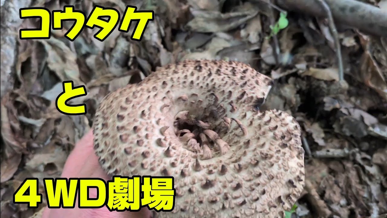 B】ザクザク結晶 デンドリ✳︎アゲートキノコ✳︎Mushroom 画像B