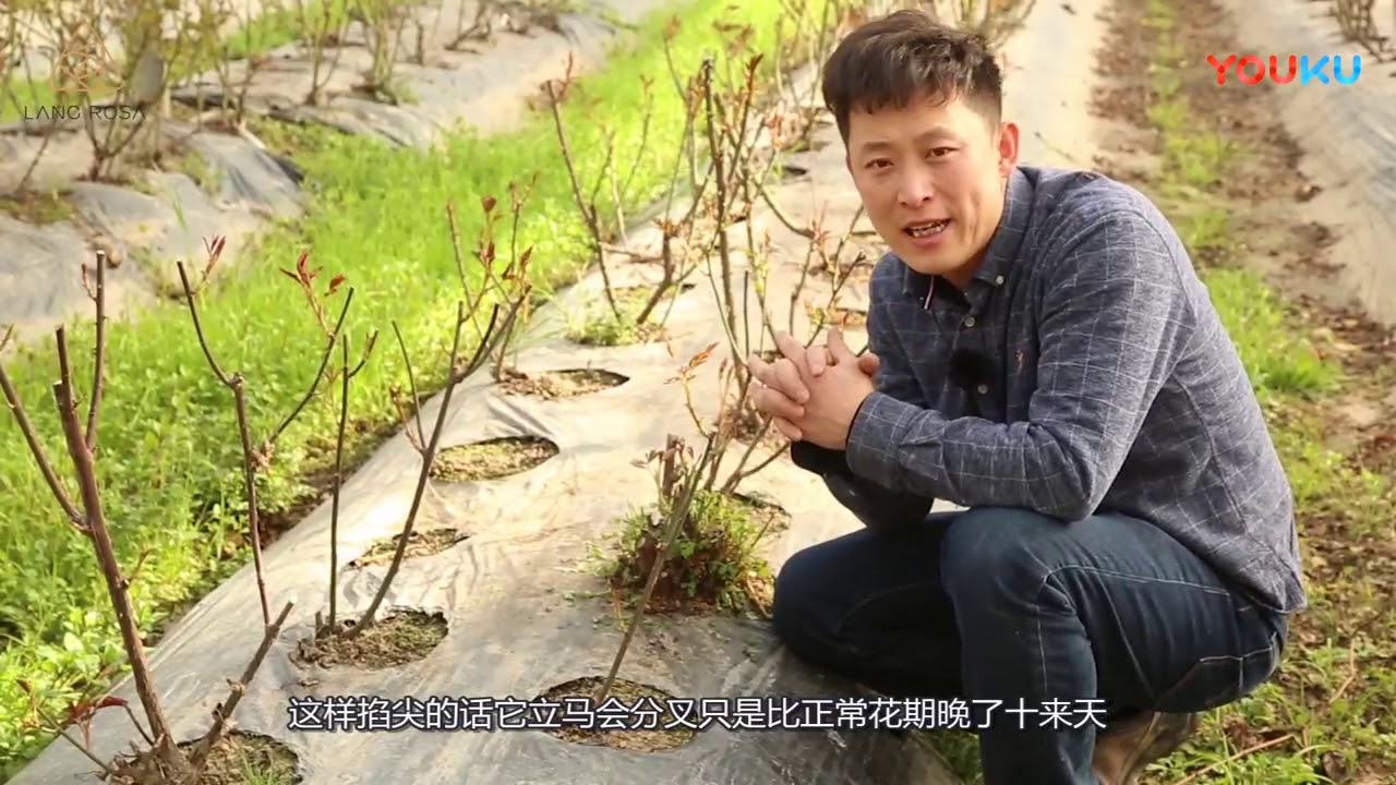 天狼说月季【养护】早春掐尖打顶，可以让月季开花翻倍！  超清