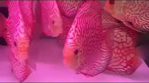 Cá dĩa - bồ câu đỏ - 0919679318