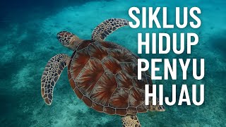 "Siklus Hidup Penyu Hijau: Dari Telur di Pantai Hingga Kembali ke Laut"#satwalangka