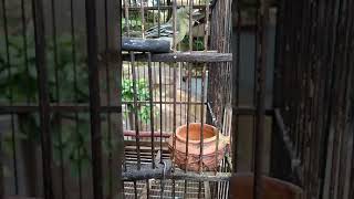 Download Lagu pancingan Cito birahi MP3