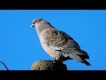 The singing of Patagioenas picazuro, Dove vocalizing, Picazuro Pigeon,