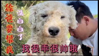 2021-10-1 Stray dogs rescue in Wuhan China 从垃圾桶旁边救回来的流浪比熊，可怜的眼神看着我。
