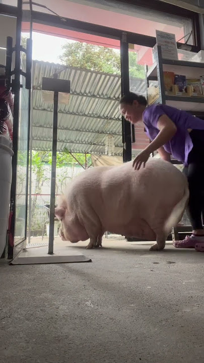 SANA ALL SEXY 😂 #pig #shorts