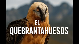 El Quebrantahuesosel Ave Que Come Huesos
