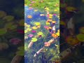🌸В современной Японии ни один сад не обходится без пруда с карпами кои .❤️❤️❤️