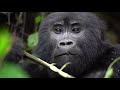 Rwanda to Uganda Mountain Gorilla Trekking 2018