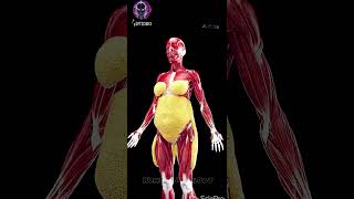 Understanding subcutaneous fat in women #3D animation