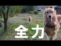 「おいで!」と言ったら全力で駆け寄ってくる愛犬が愛しの塊でしかない