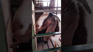 Kambing Boer Di Kingmas Farm