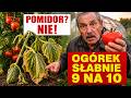 CZY OGÓRKI ZNIKAJĄ Z GRZĄDKI? / 5 WROGÓW OBOK NICH + 9 SOJUSZNIKÓW PLONU!