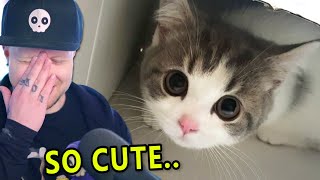 so cute i almost cried #006 /r/aww [REDDIT REVIEW]