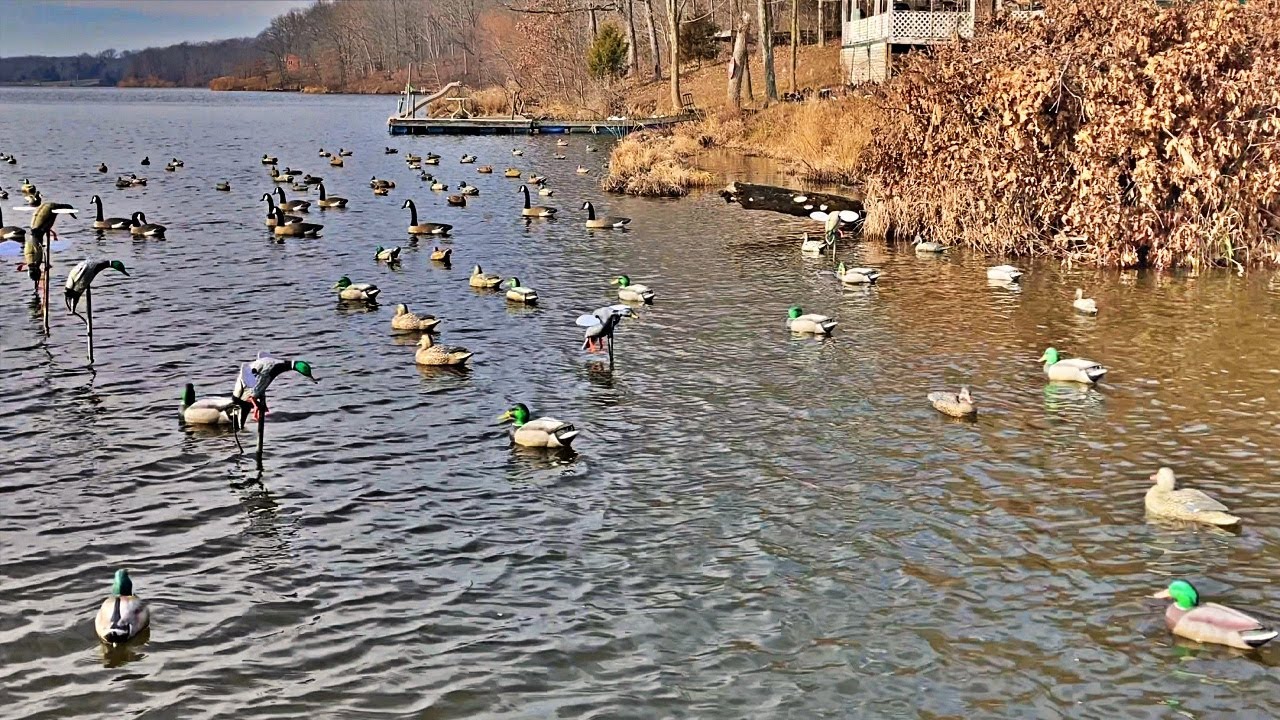Central Illinois Duck Hunting (2020) YouTube