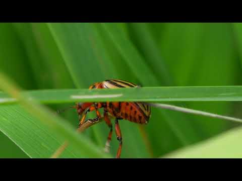 Video: Kumbang Kentang Colorado Di Kebun