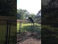 Doberman jumps fence #Doberman life #dobe life #dobe love