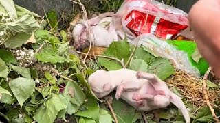 Новорожденные щенки, брошенные в мусорное ведро, кричат о помощи еще до того, как им открылись
