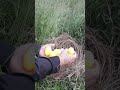 Wow, my goodness! Mutant dinosaur eggs? Rare Dome # Bird Egg # Unknown Organism Egg# #satisfying