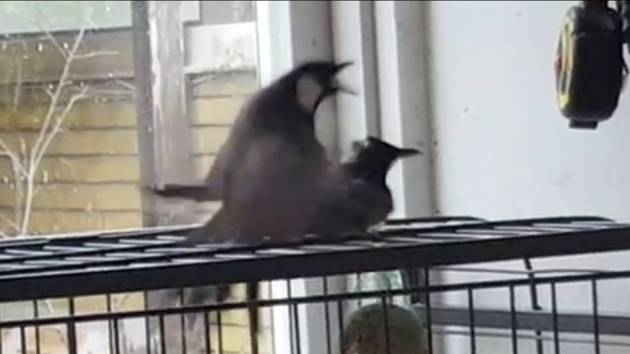 تزاوج البلبل العراقي والبلبل الكشميري   Iraqi and kashmiri Bulbul ,, Red Vented Bulbul  pycnonotus