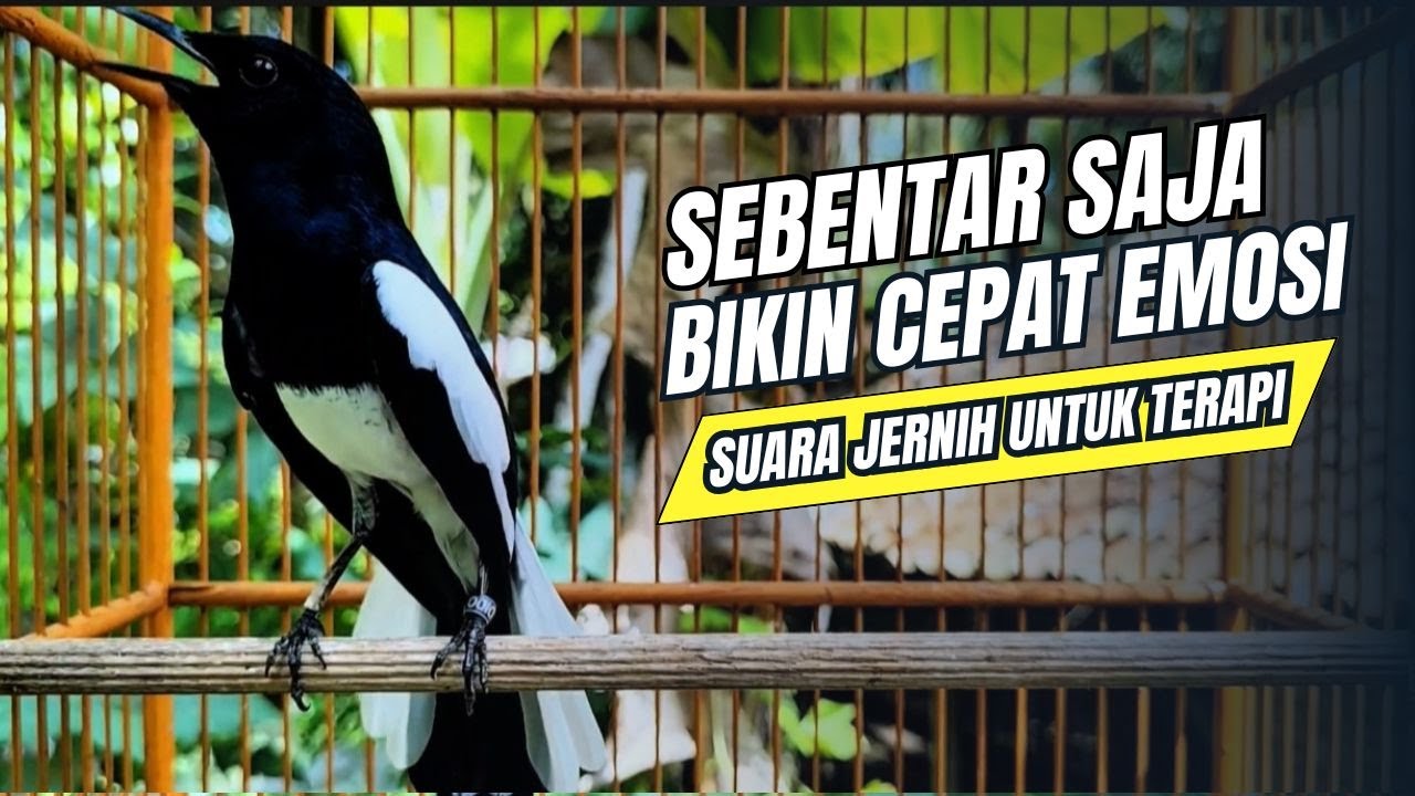 suara BURUNG kacer GACOR ngeplong KONSLET Tarung ini Paling Ampuh buat PANCINGAN KACER agar EMOSI