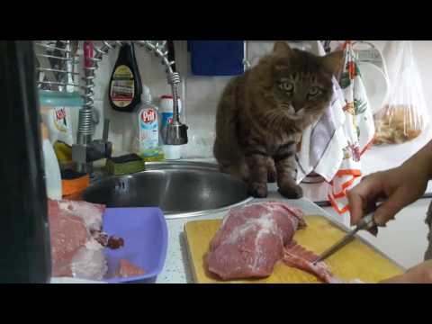 Кот в магазине выпрашивал мясо и куда-то уносил