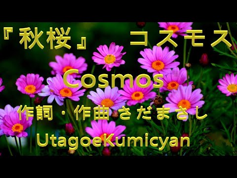 うたごえ喫茶『秋桜』歌声喫茶、コスモス、Cosmos、シャンソン、作詞・作曲 さだまさし