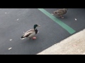 Ducks in the Parking Lot! Watch Them Commute to Work!