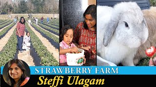 Welcome back to Steffi Ulagam | Strawberry Picking from Farm and Jam Making in Tamil