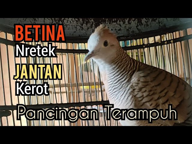 Perkutut betina memanggil jantan, SUARA NRETEK BETINA DI SAHUTI KEROT JANTAN - Pancingan terampuh class=