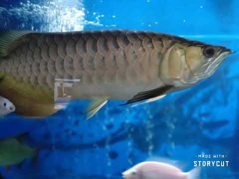 金龙鱼arowana Malaysia Youtube 金龙鱼arowana Malaysia Youtube